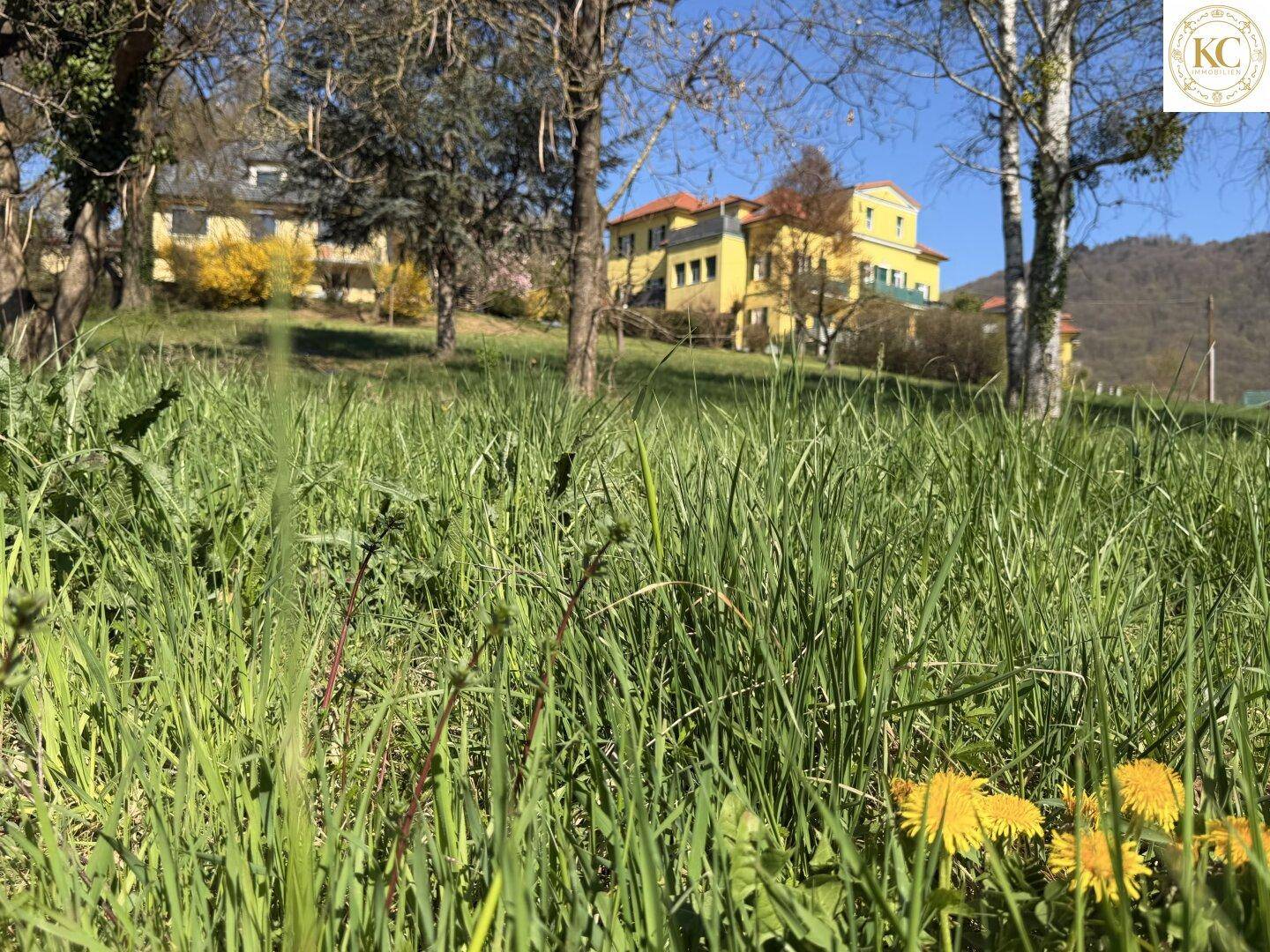 Nahaufnahme von hohem Gras und gelben Blumen auf einem sonnigen Grundstück mit Häusern im Hintergrund.
