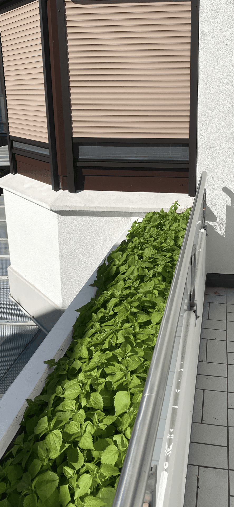 Außenansicht des Gebäudes mit Fenster, Rollladen und einem bepflanzten Blumenkasten.
