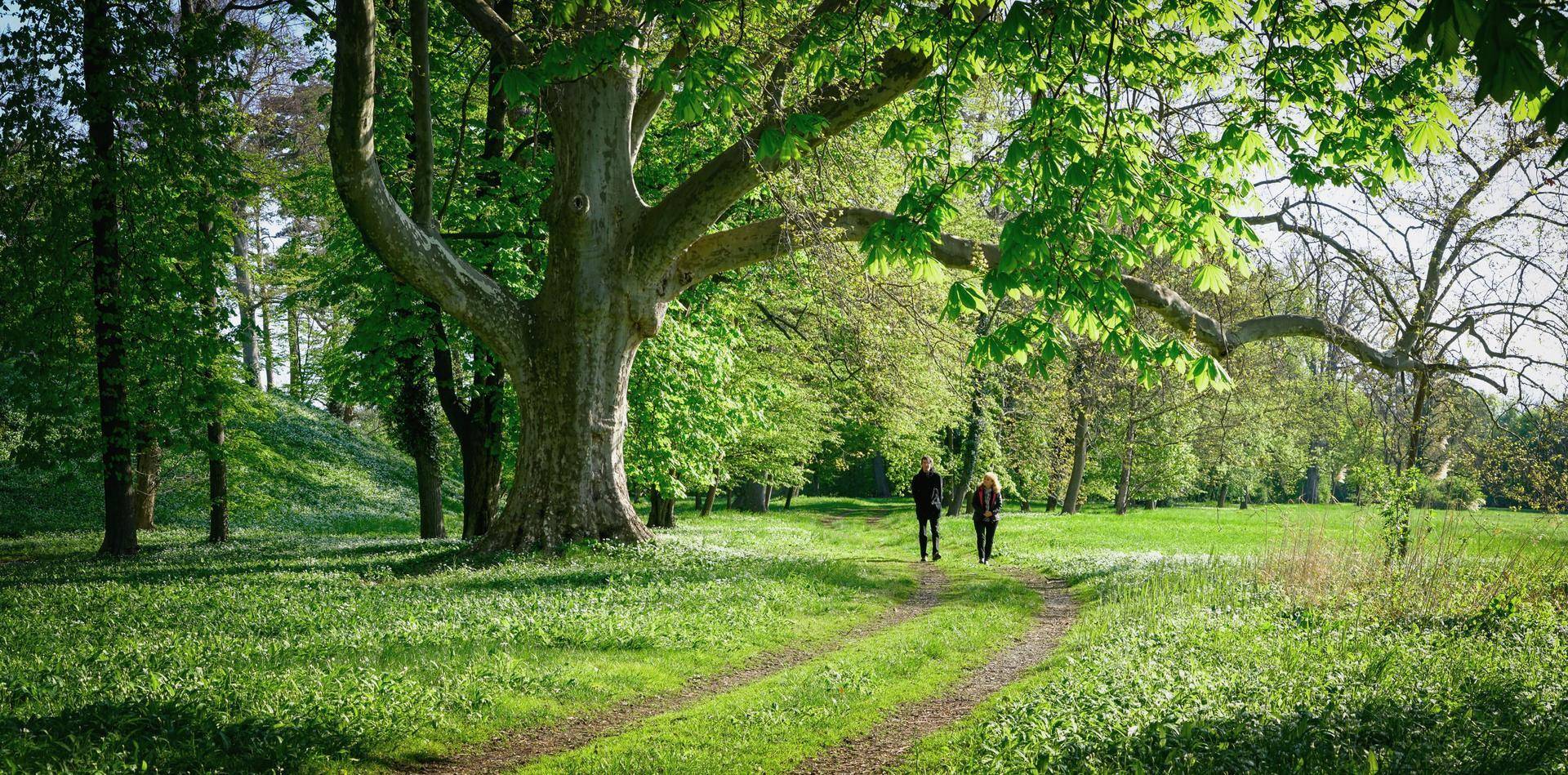 Malerischer Spazierweg durch einen weitläufigen Park mit alten Bäumen und grünen Wiesen.
