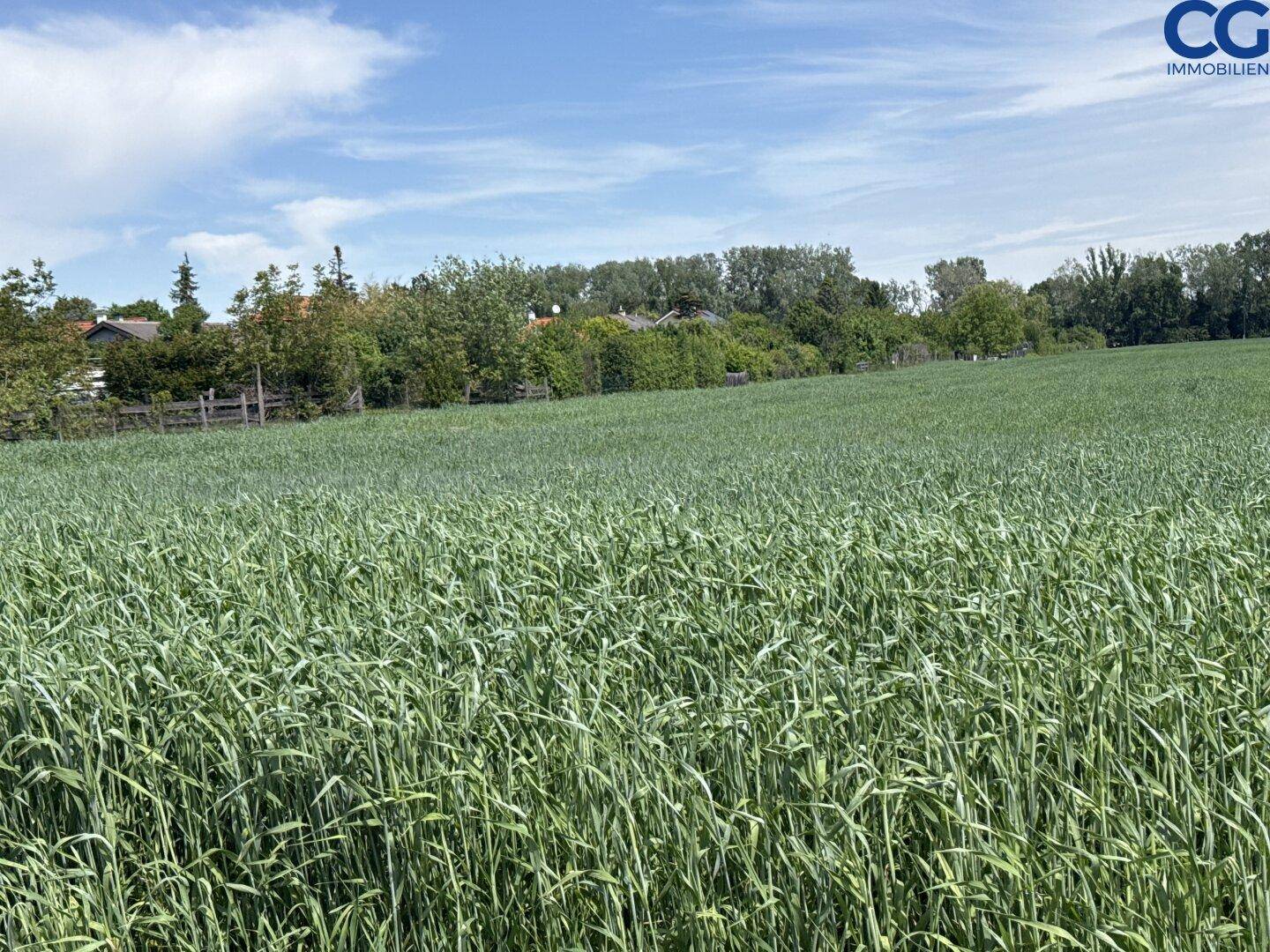 Weitläufiges grünes Feld mit hohem Gras unter einem klaren Sommerhimmel.