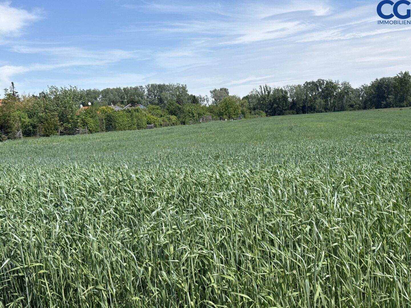 Weites Feld mit grünen Pflanzen unter einem klaren blauen Himmel, ideal für Naturliebhaber.