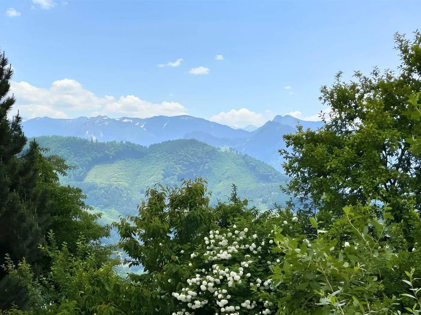 Weitblick auf schneebedeckte Berge durch blühende Bäume und grüne Vegetation.