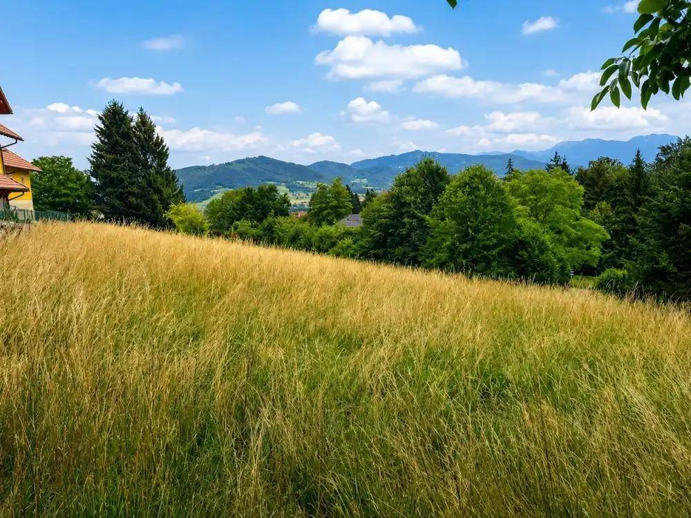 Weites Feld mit hohem goldenem Gras, umgeben von grünen Bäumen und einer malerischen Bergkulisse.