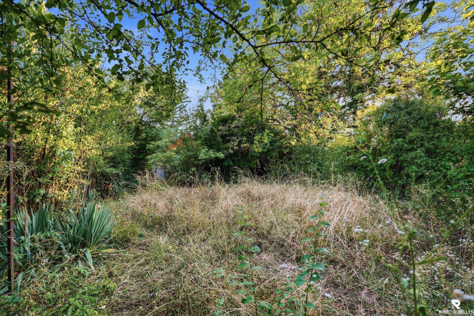 Weitläufiges, verwildertes Gartengrundstück mit hohem Gras und Bäumen im Hintergrund.