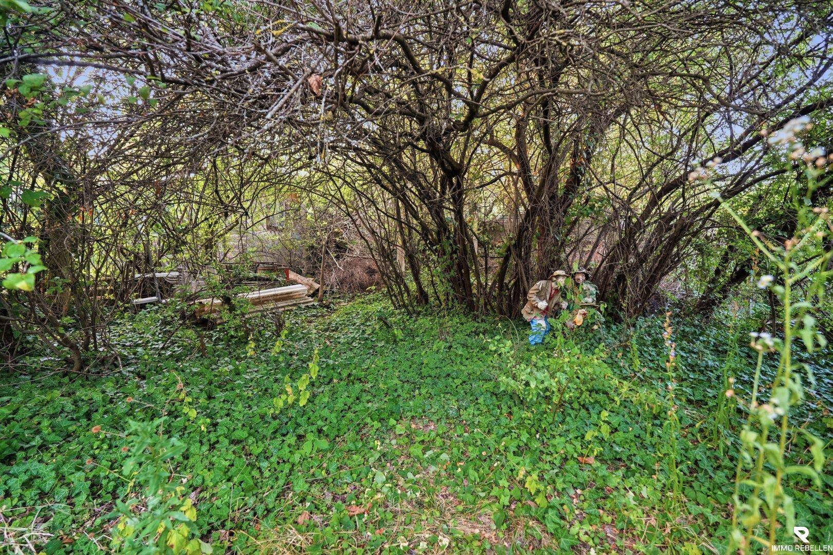Dicht bewachsener Gartenbereich mit vielen Bäumen und Sträuchern, wirkt unberührt.