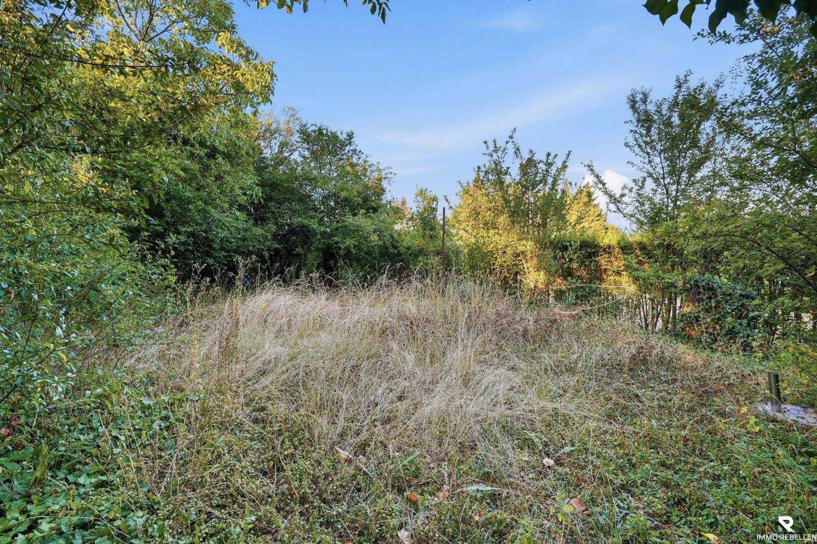 Offenes, verwildertes Gartengrundstück mit hohem Gras und umgebenden Bäumen.