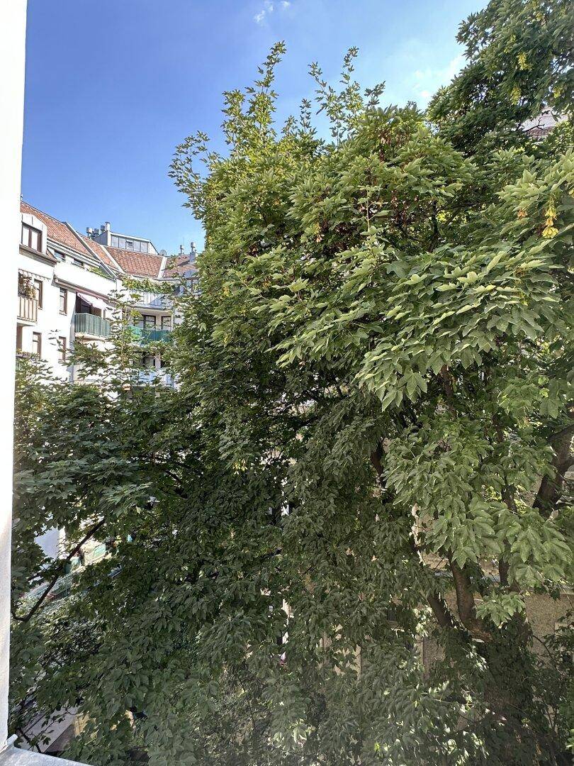 Blick aus dem Fenster auf üppiges grünes Blattwerk und umliegende Gebäude.