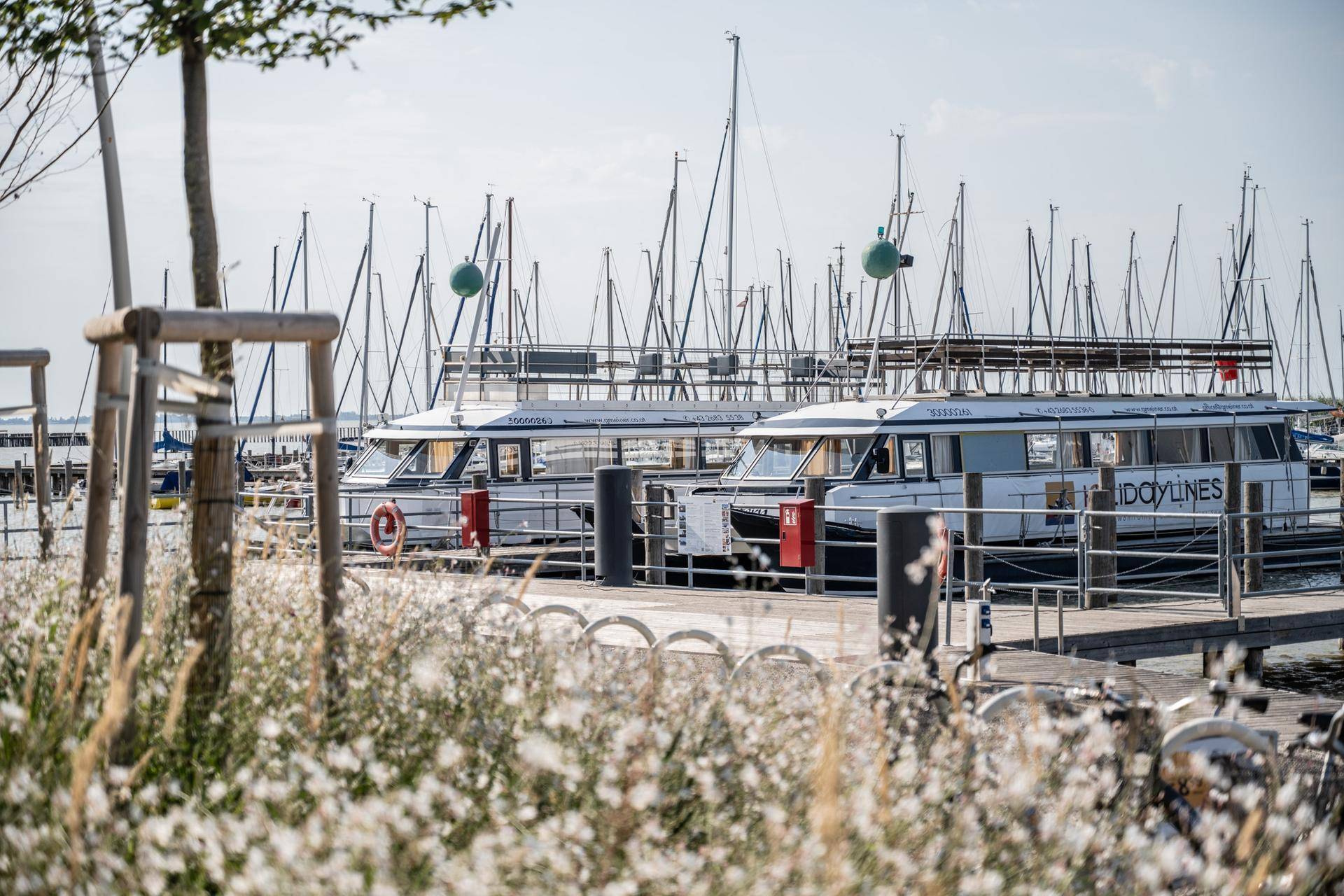 Boote liegen an einem Steg im Hafen, mit blühenden Pflanzen im Vordergrund und vielen Segelmasten.