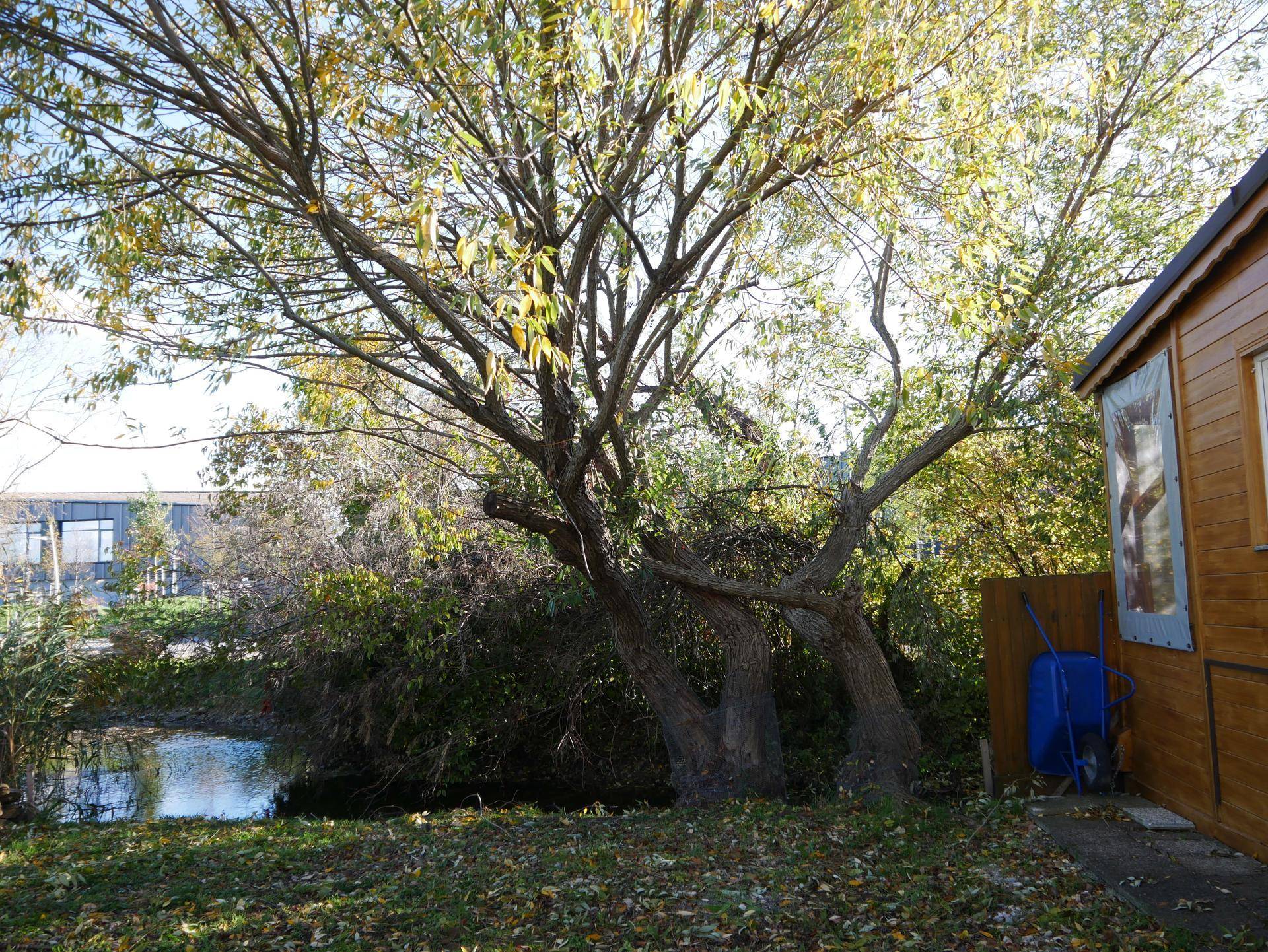 Großer Baum am Ufer eines kleinen Teiches neben einem Holzgebäude im Sonnenlicht.