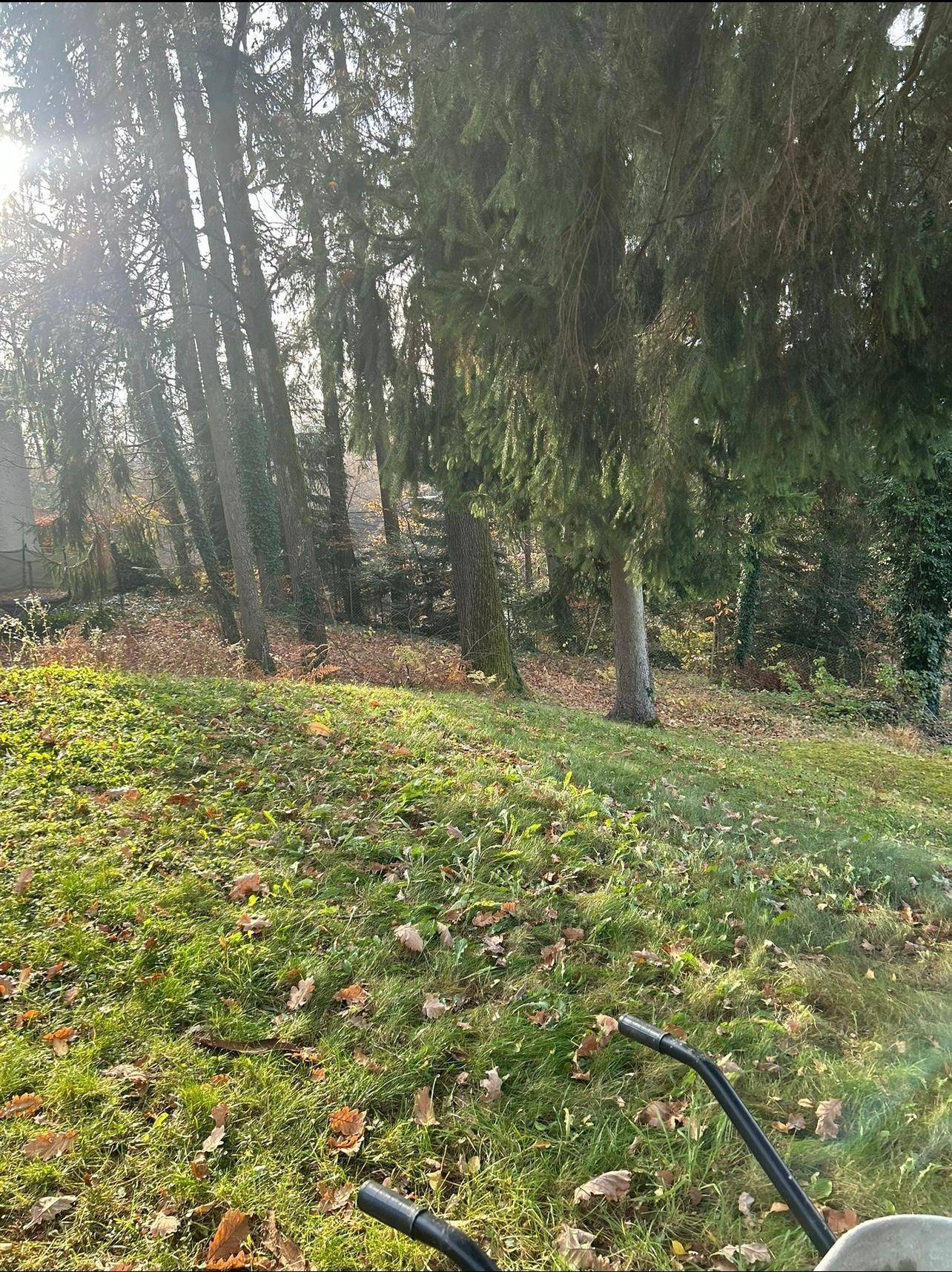 Naturbelassener Gartenbereich mit hohen Bäumen und herbstlichem Unterholz.