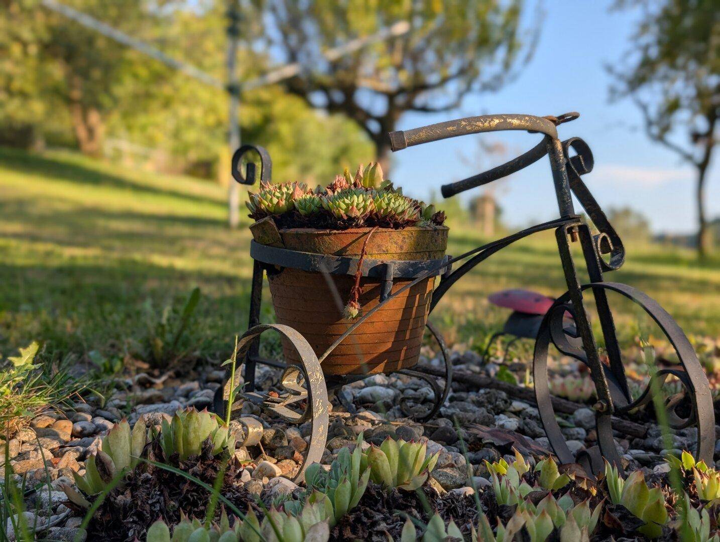 Detailaufnahme einer charmanten Gartendekoration in Form eines Fahrrads mit Pflanzen in einem sonnigen Garten.
