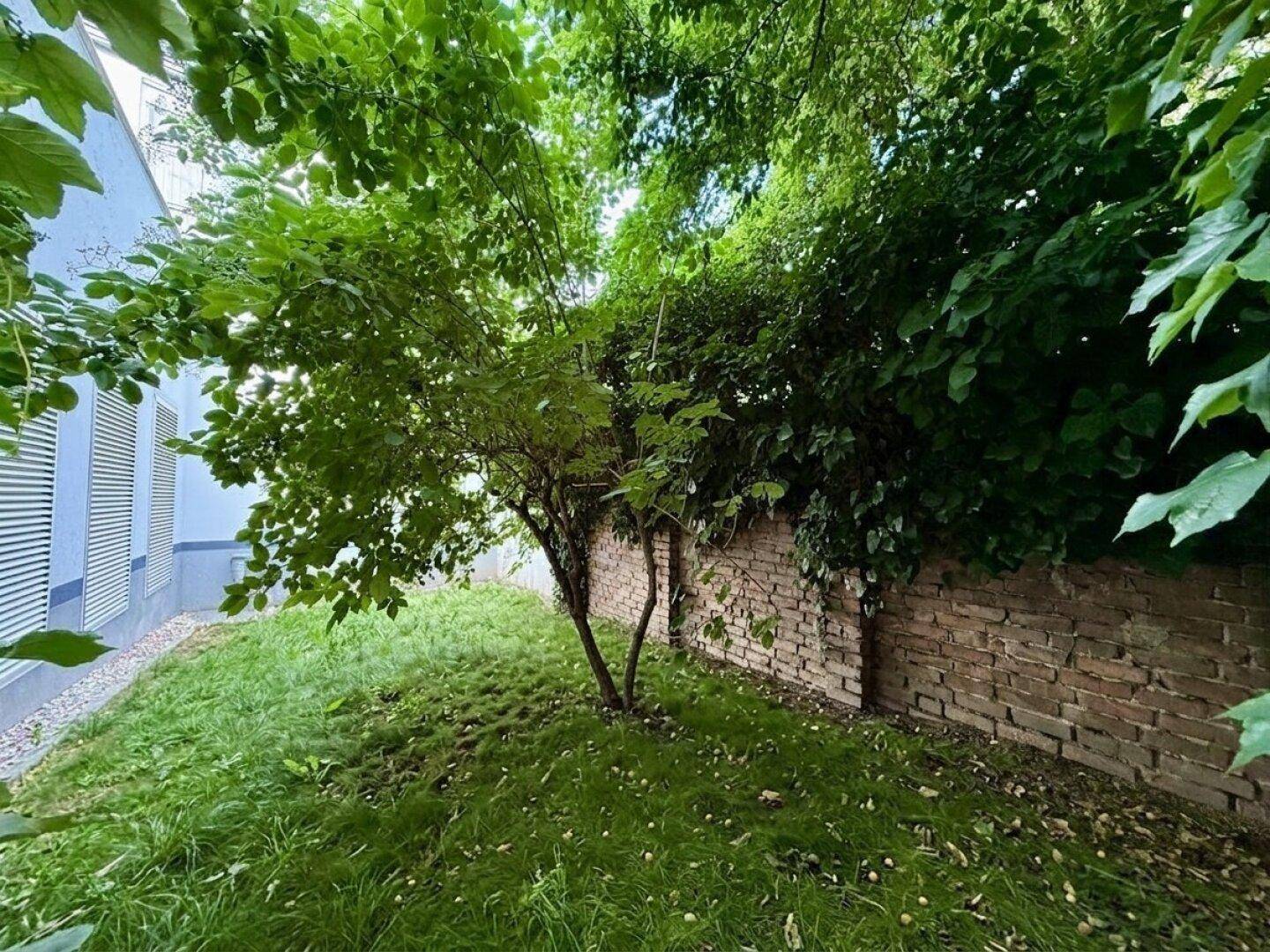 Grüner Außenbereich mit einem Baum und einer alten Ziegelmauer, die mit Efeu bewachsen ist.