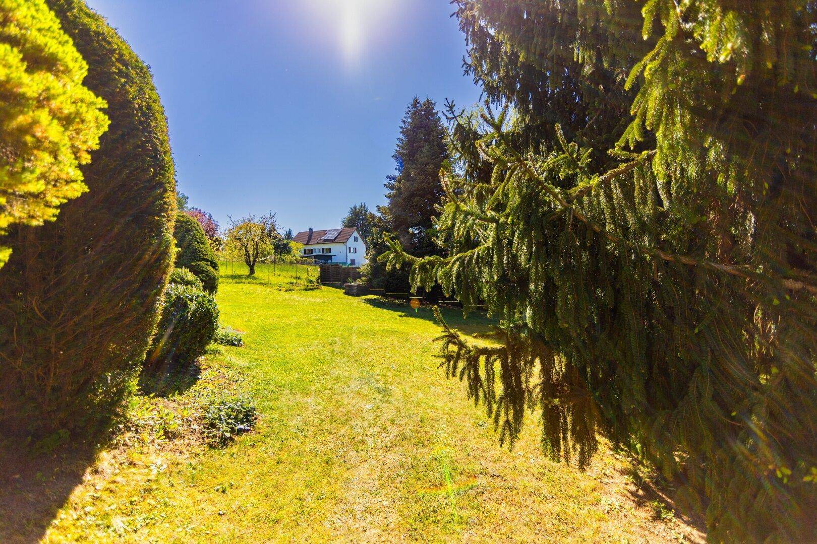Sonniger Gartenbereich mit weitem Rasen, hohen Bäumen und Blick auf ein entferntes Haus.