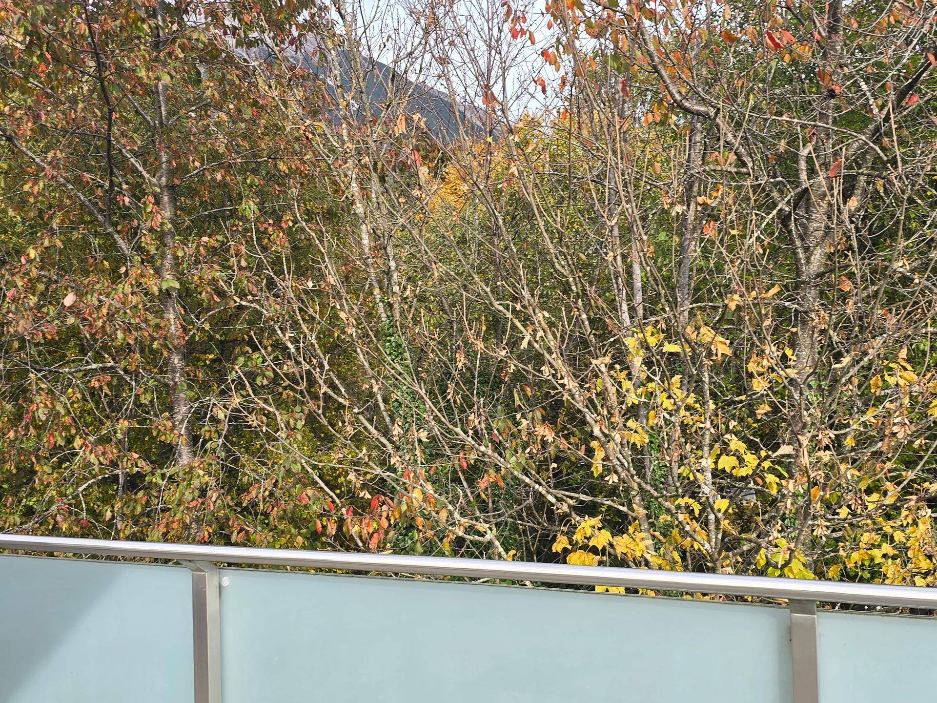 Balkon mit Glasgeländer und Blick auf die umliegenden Bäume und das Herbstlaub.