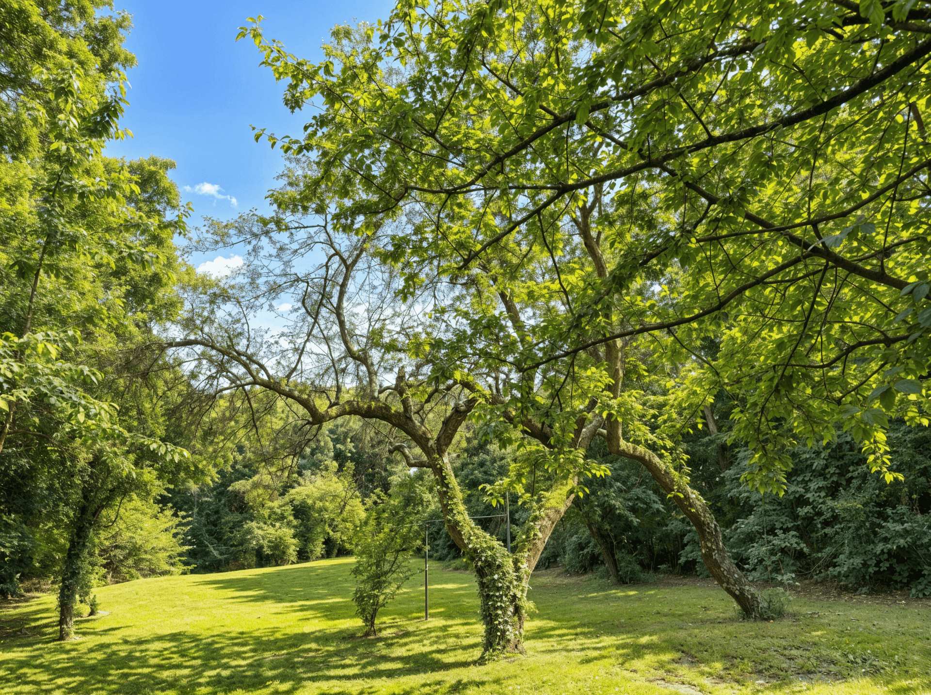 Weitläufiger, gepflegter Garten mit altem Baumbestand und viel Grünfläche unter blauem Himmel.