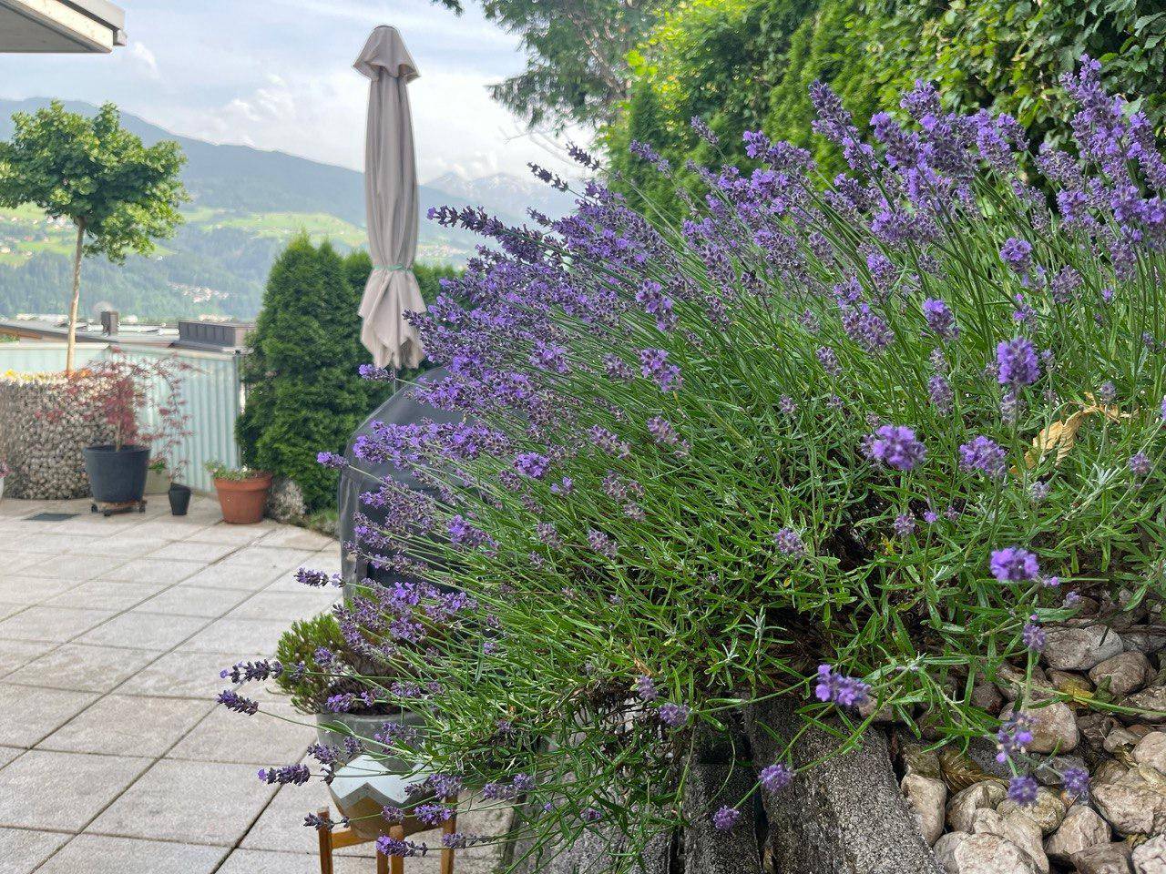 Sonnenterrasse mit blühendem Lavendel und weitem Bergblick, perfekt für entspannte Stunden im Freien.