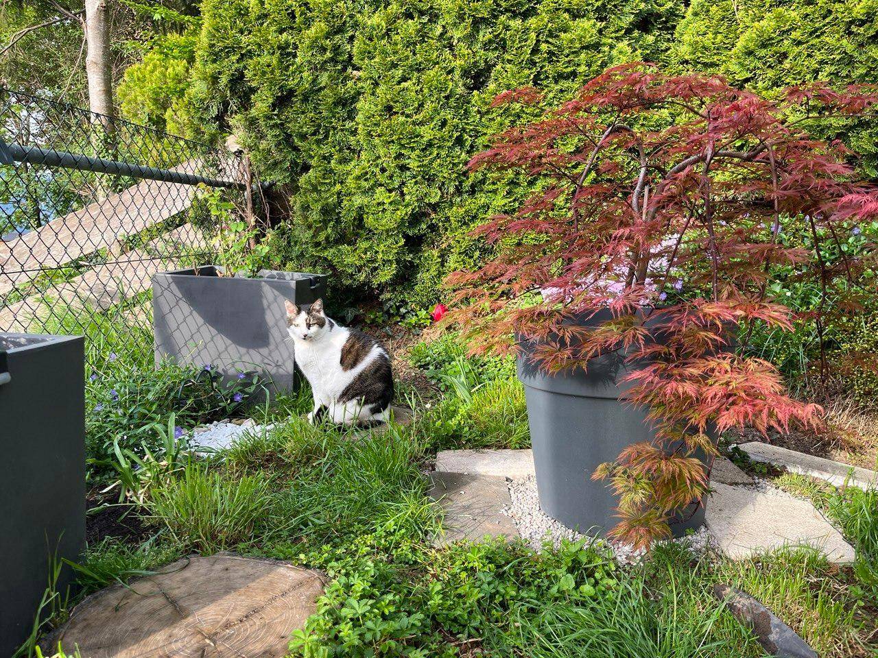 Grüner Gartenbereich mit Pflanzen, Sträuchern und einem neugierigen Kater, sonnig und natürlich.