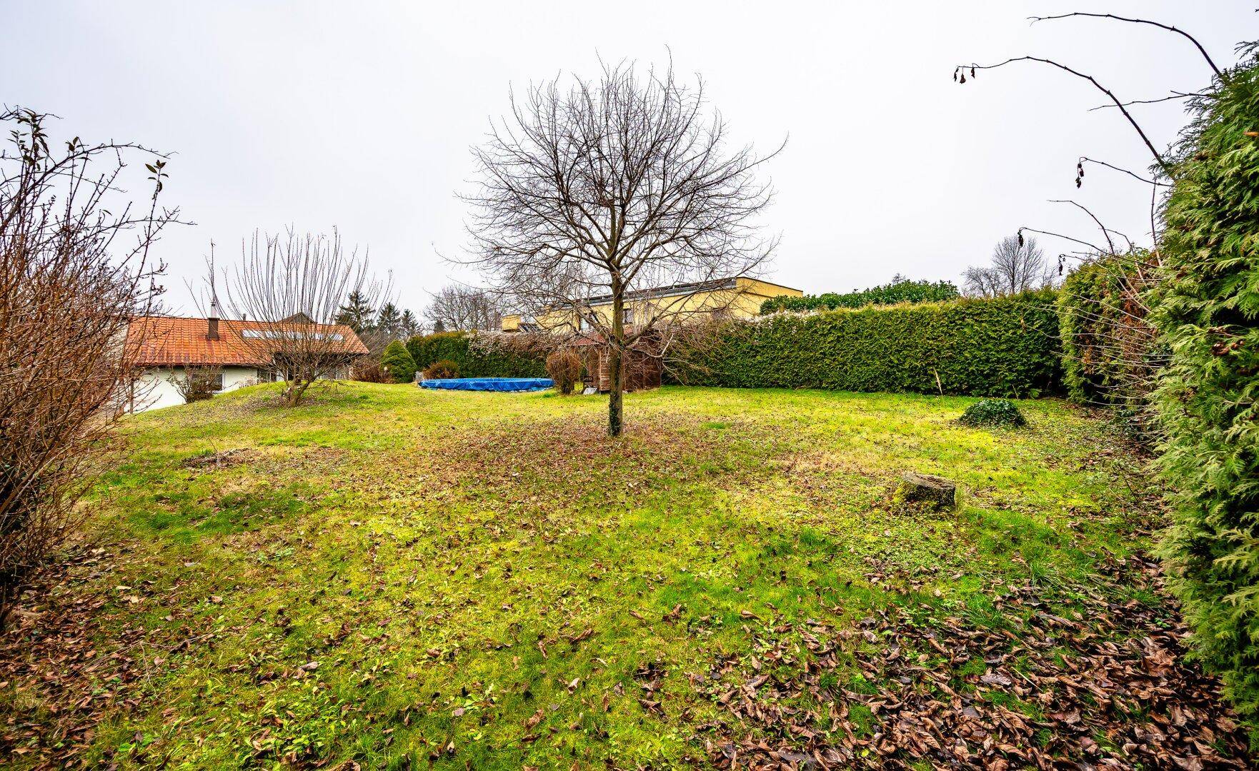Große Rasenfläche mit einem Baum und einem oberirdischen Pool im Hintergrund, umgeben von Hecken.