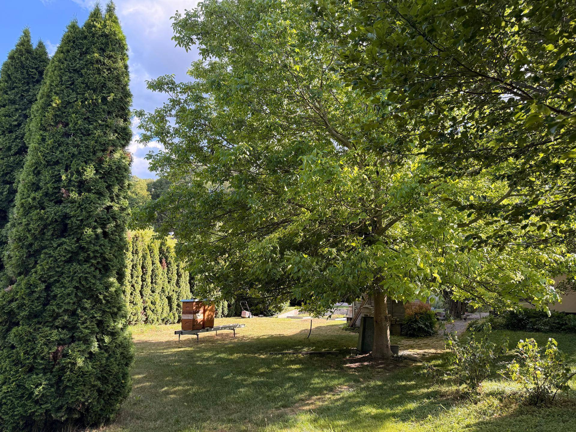 Grüner Garten mit hohen Bäumen, Rasenfläche und einem Bienenstock im Hintergrund unter blauem Himmel.