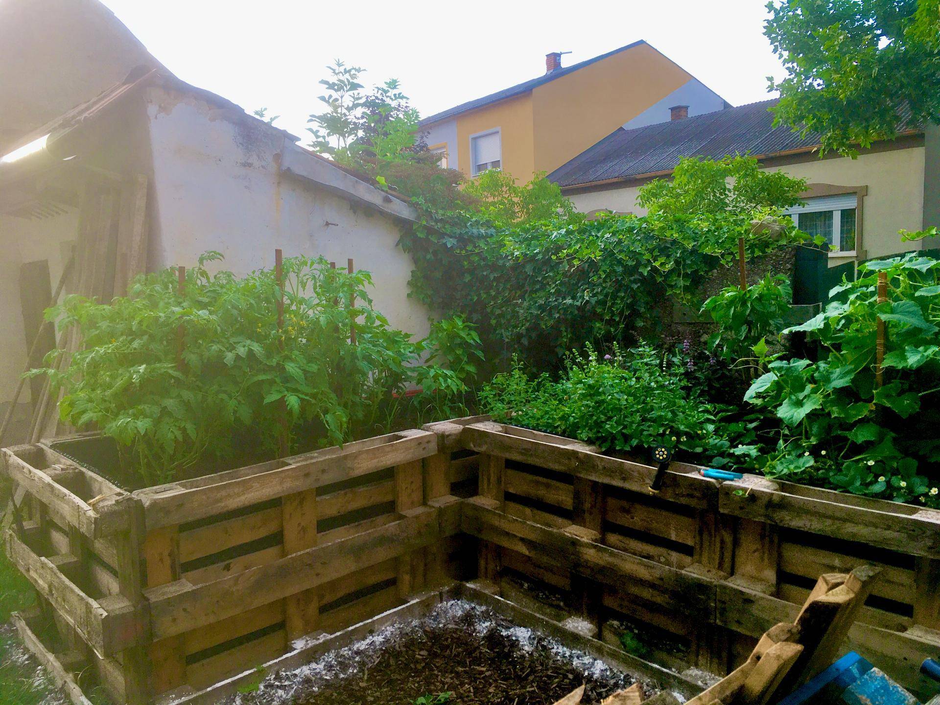 Hochbeete im Garten mit jungen Pflanzen, bereit für die Ernte.