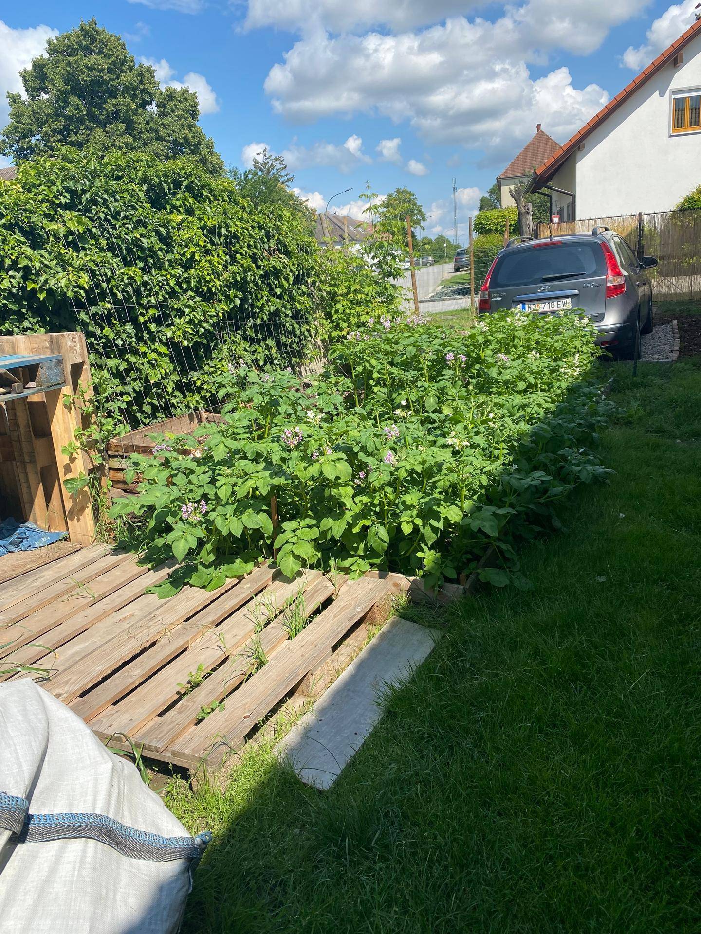 Kartoffelbeet im Garten mit üppigem Grün und blühenden Pflanzen.