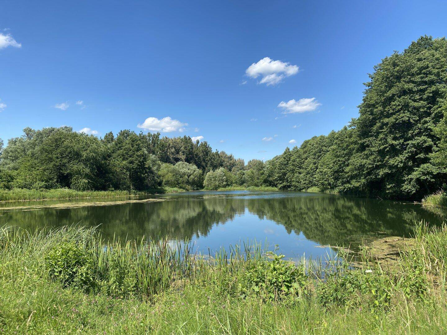 Malerischer See umgeben von dichtem Grün und Bäumen unter einem strahlend blauen Himmel.