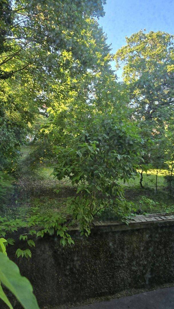 Blick ins Grüne mit dichtem Baumbestand und einer alten Steinmauer im Vordergrund.