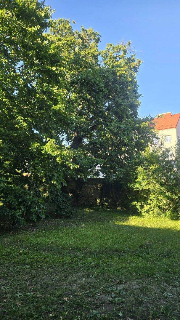 Große Rasenfläche mit altem Baumbestand und einem Gebäude im Hintergrund, ideal zum Entspannen.