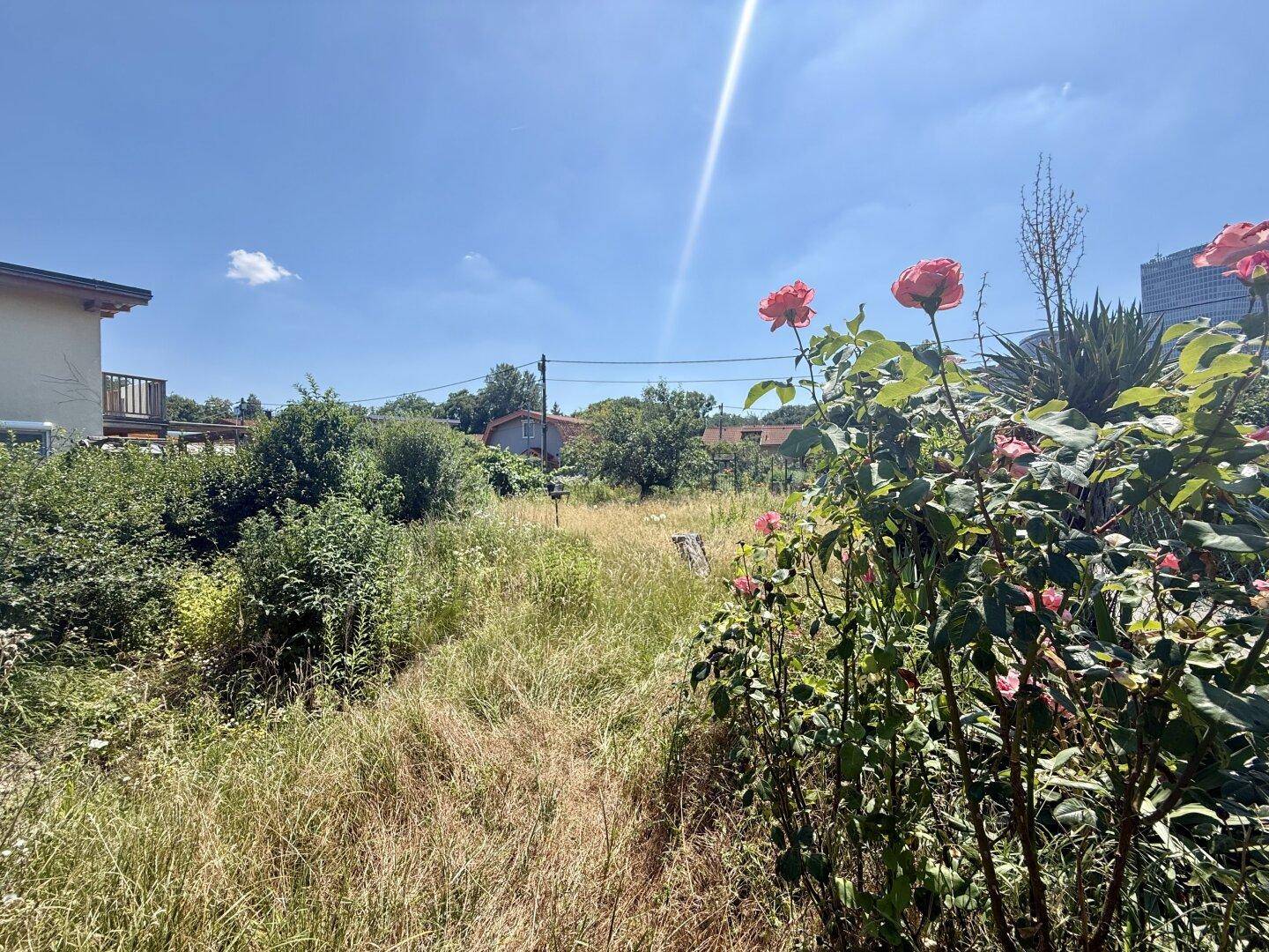 Sonniger Gartenbereich mit blühenden Rosen und Blick auf die Umgebung.