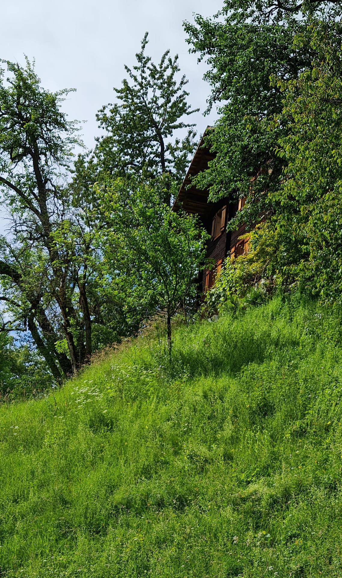 Traditionelles Holzhaus eingebettet in eine idyllische grüne Hügellandschaft mit hohen Bäumen.