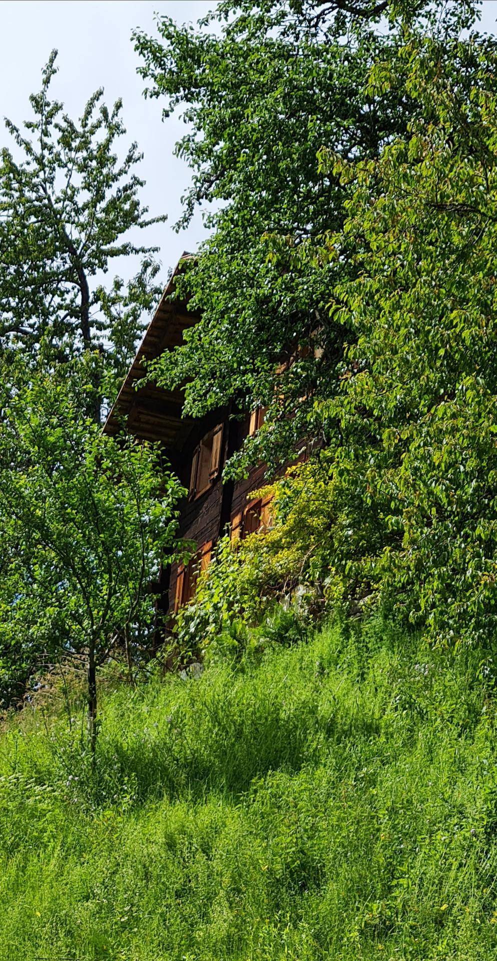 Holzhaus umgeben von dichtem Grün und hohen Bäumen in einer ruhigen ländlichen Umgebung.