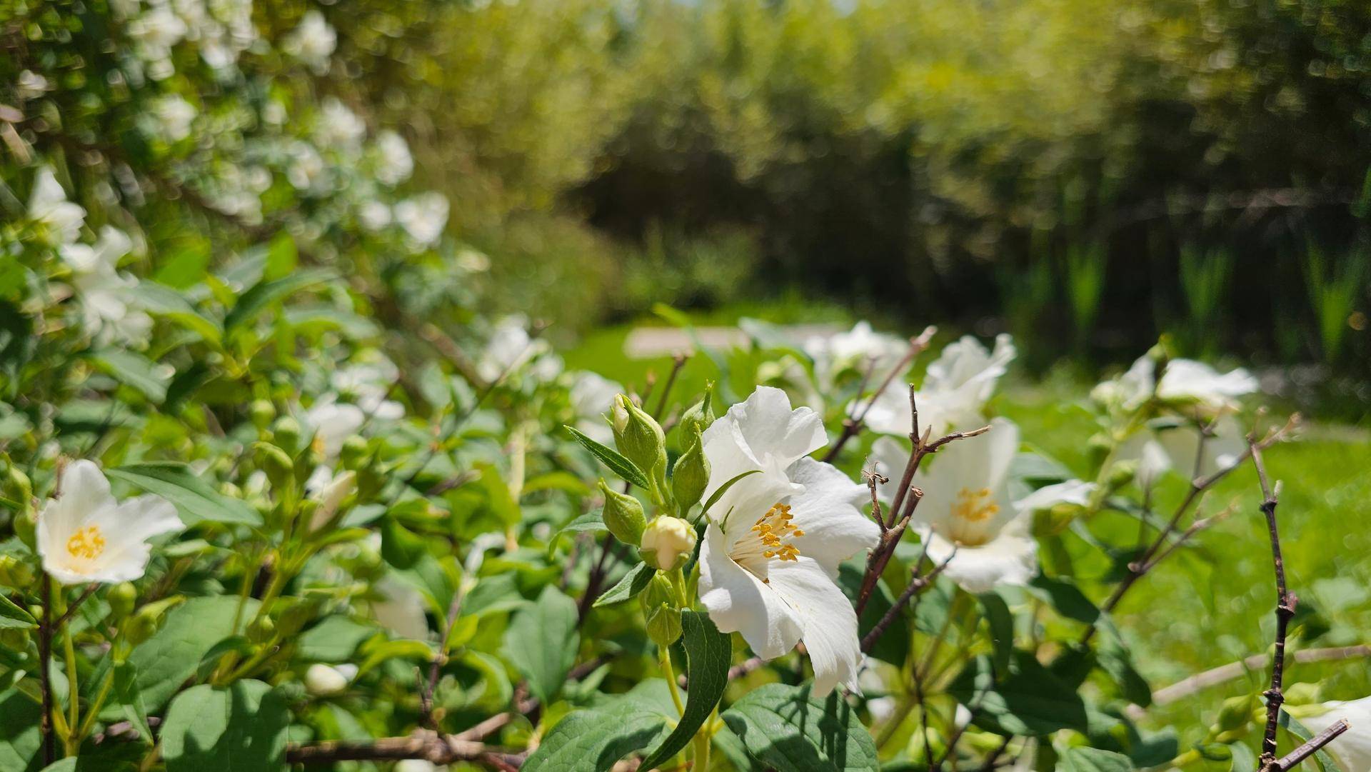 Nahaufnahme von weißen Blüten mit grünem Laub im Hintergrund, in einer natürlichen Gartenumgebung.