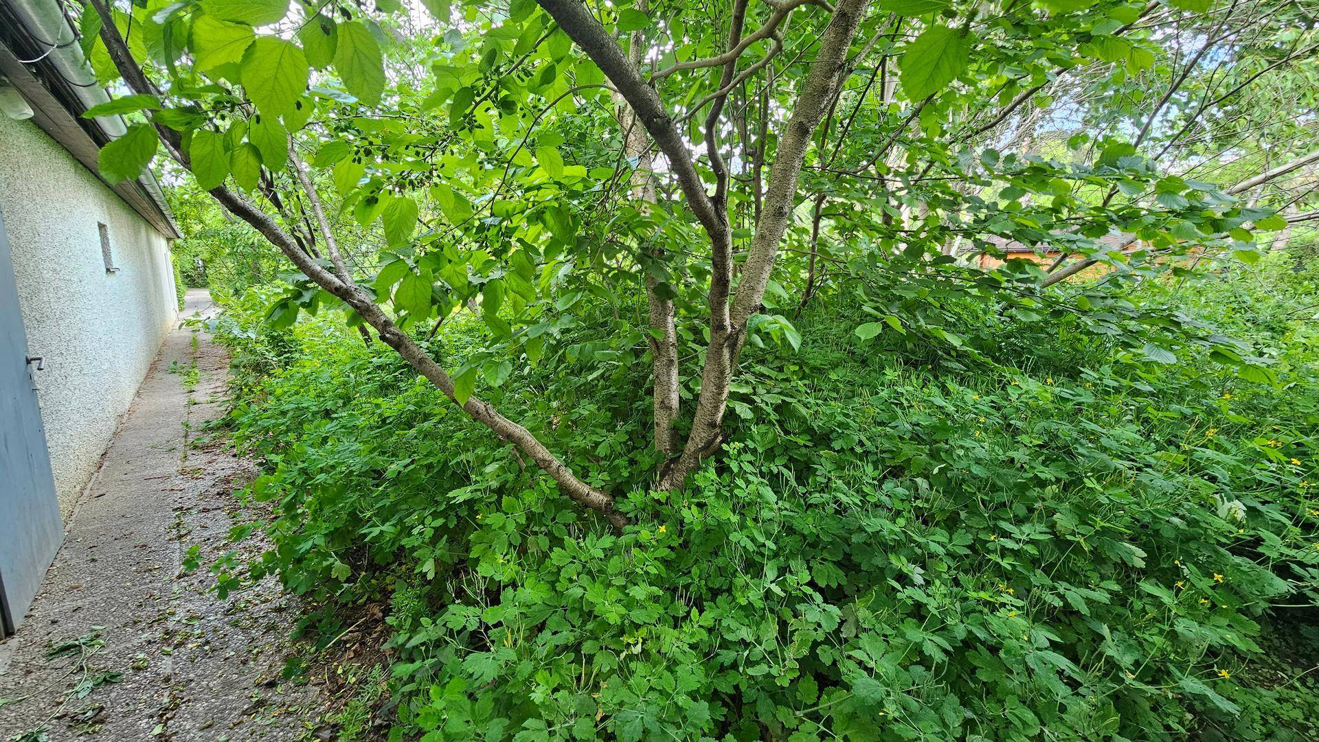 Üppig bewachsener Gartenbereich neben einem Gebäude mit dichtem Grün und Bäumen, naturbelassen.
