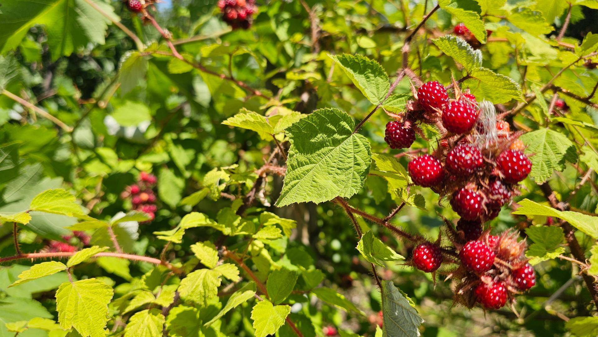 Nahaufnahme von roten, beerenartigen Früchten an einem Strauch mit grünen Blättern im Sonnenlicht.
