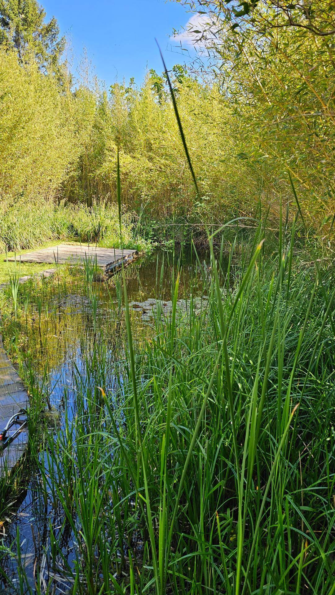 Nahaufnahme von hohem Schilf am Teichufer, mit Bambus im Hintergrund und blauem Himmel.