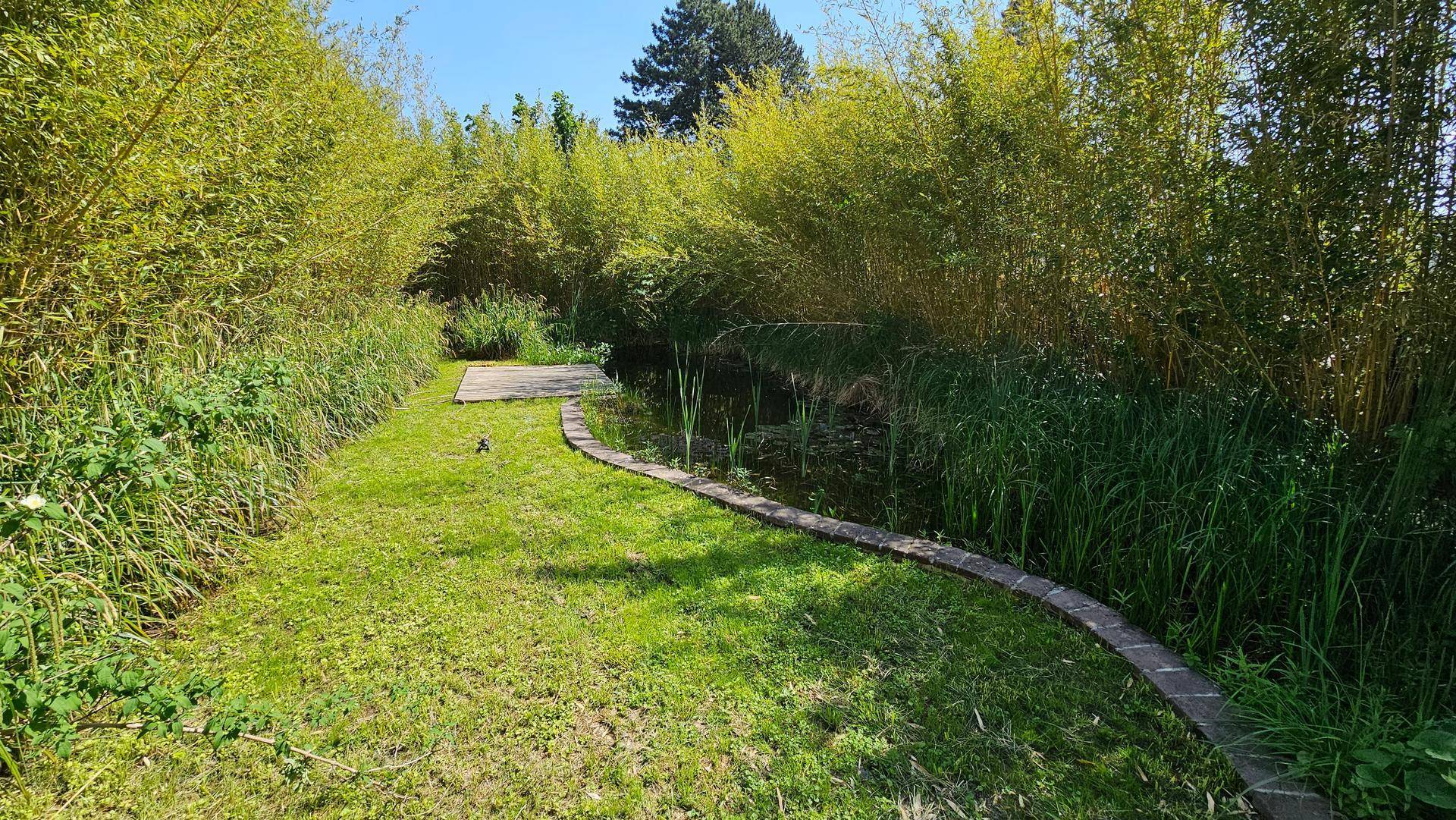 Grüne Rasenfläche mit einem gepflasterten Weg, der zu einem Teich führt, umgeben von Bambus.