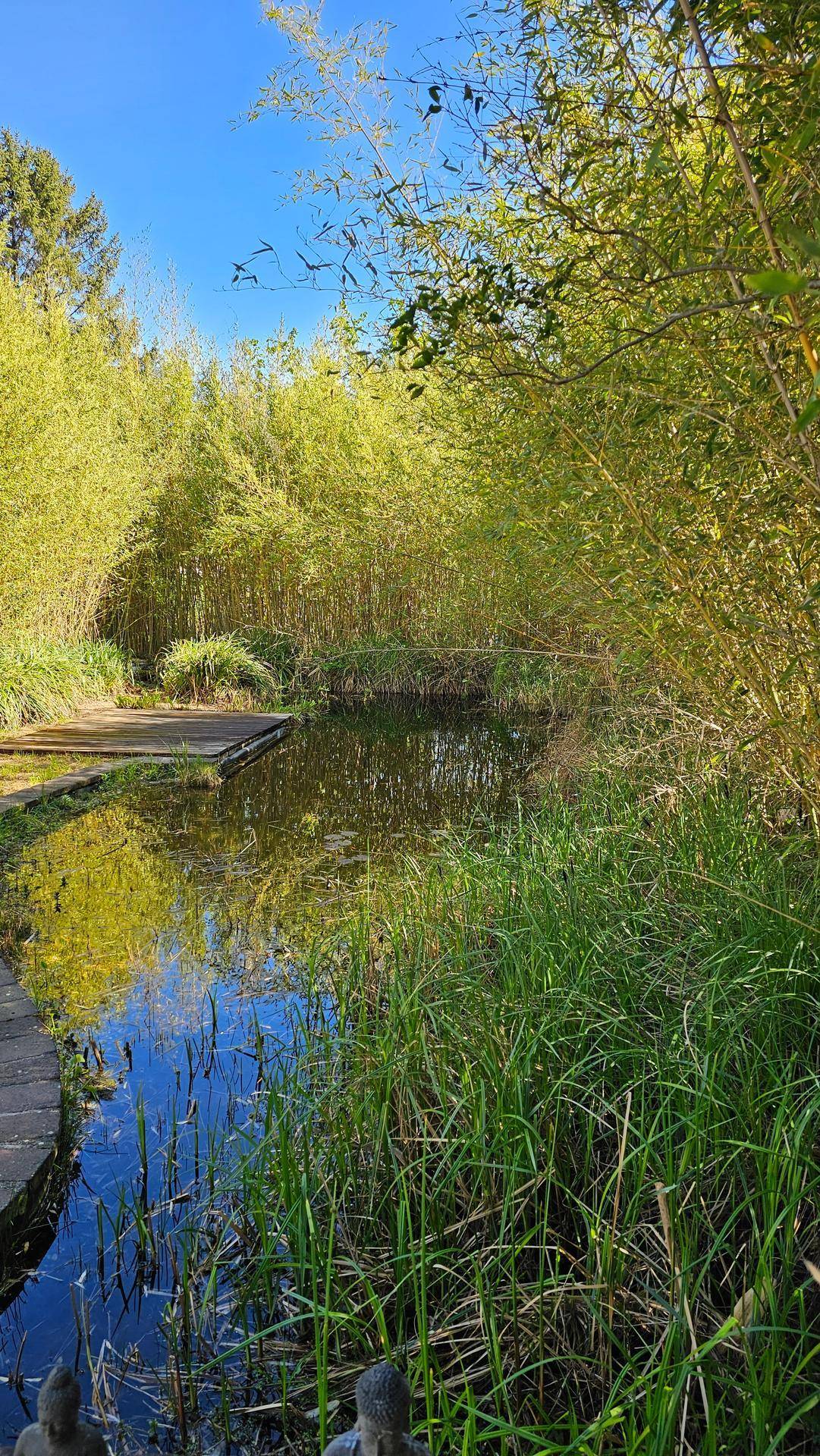 Ruhiger Gartenteich umgeben von Schilf und Bambus, der den blauen Himmel widerspiegelt.