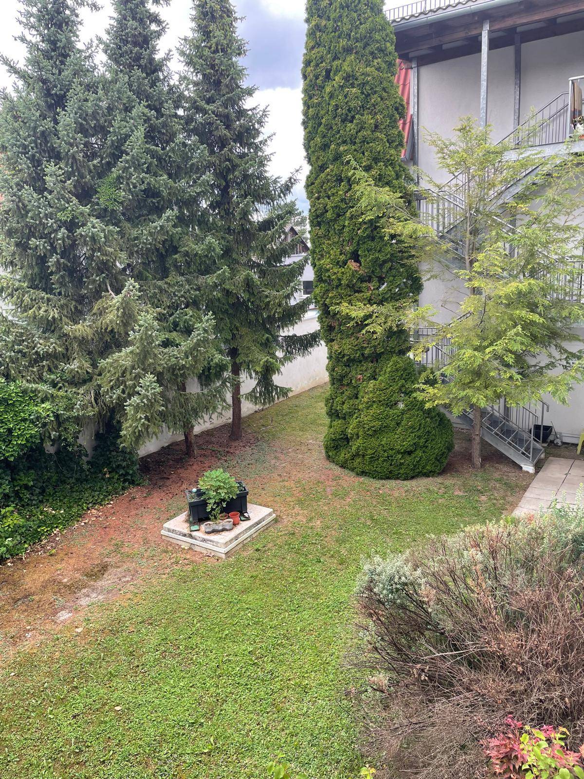Gepflegter Gartenbereich mit Rasen, hohen Nadelbäumen und Außentreppe.