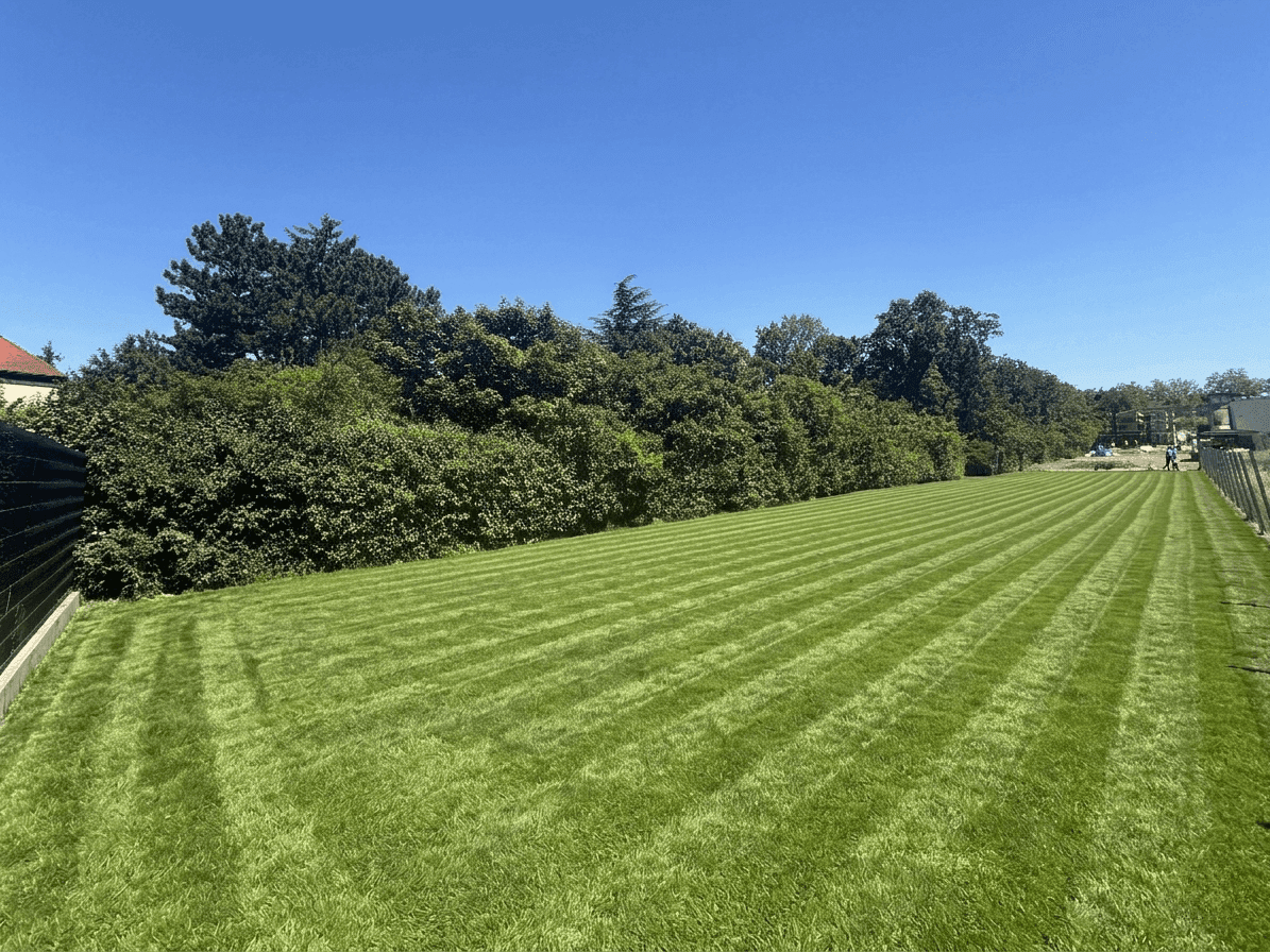 Gepflegte, gestreifte Rasenfläche mit dichter Hecke und Zaun unter klarem, sonnigem Himmel.