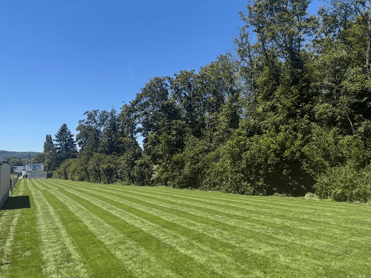 Lange, gepflegte Rasenfläche, begrenzt von einer dichten Reihe hoher Bäume und Büsche.