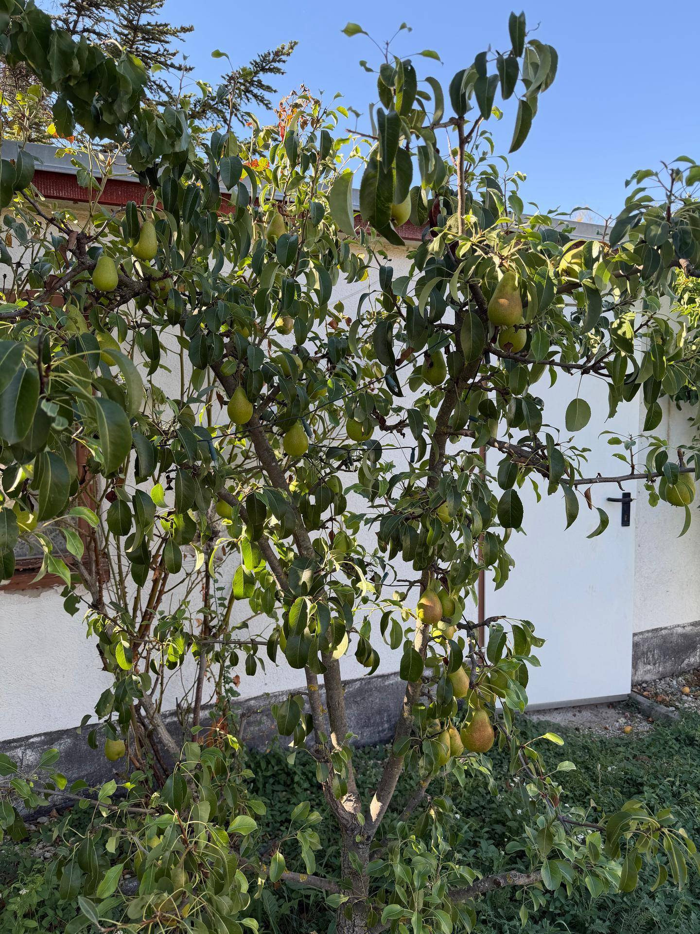 Ein Birnbaum voller reifer Früchte im sonnigen Gartenbereich des Anwesens.