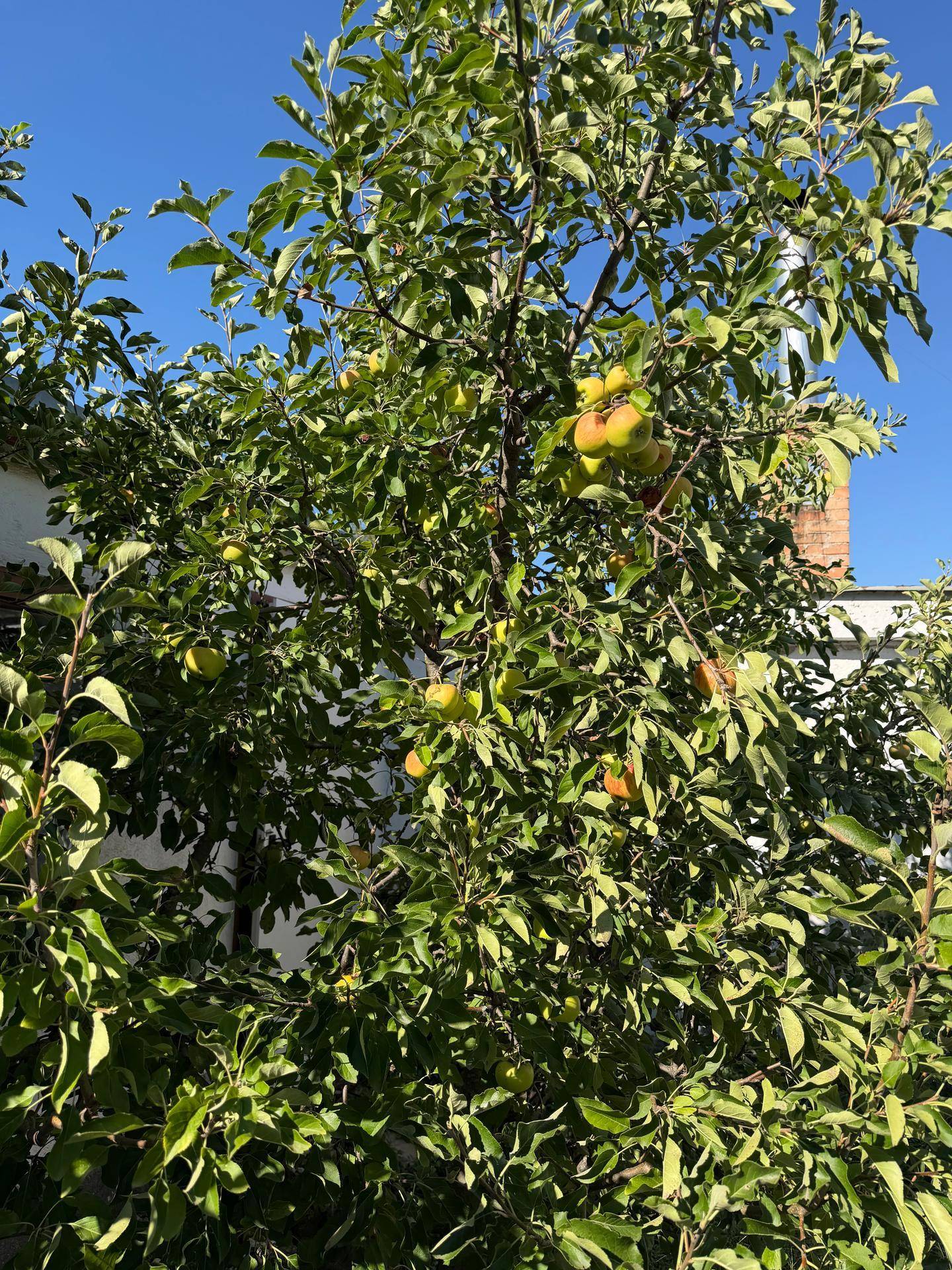 Ein Apfelbaum mit vielen reifen Äpfeln, der Schatten im Garten spendet.