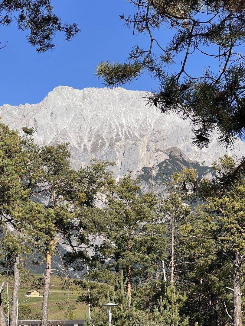 Majestätischer Bergblick durch die Baumwipfel mit klarem blauem Himmel.