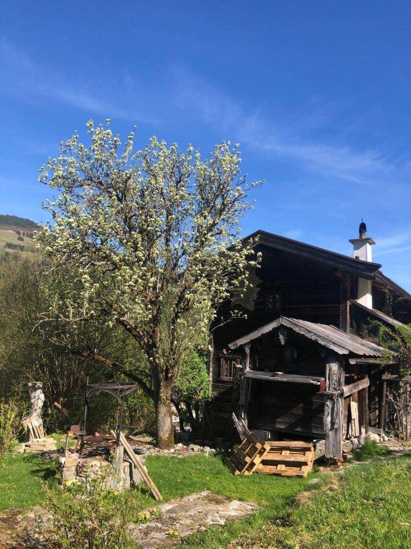 Traditionelles Holzhaus mit einem blühenden Baum im Vorgarten unter strahlend blauem Himmel.
