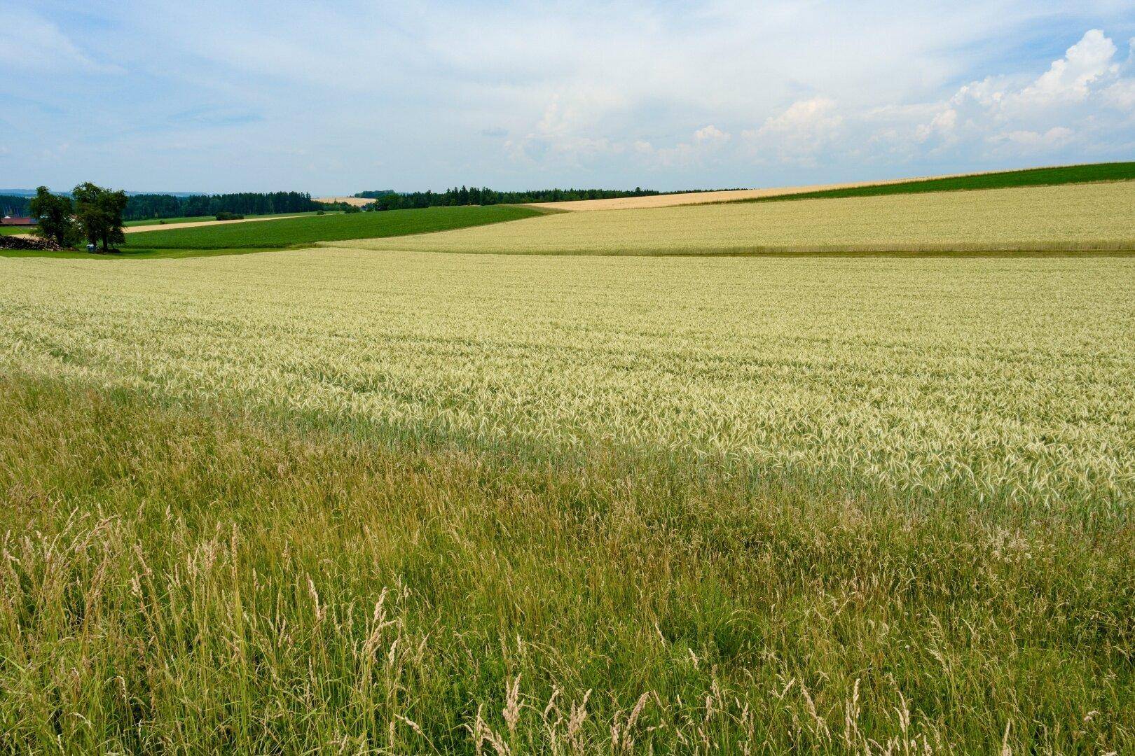 Weitläufige Felder mit Getreide und grünen Hügeln unter einem bewölkten Himmel, ideal für Naturliebhaber.