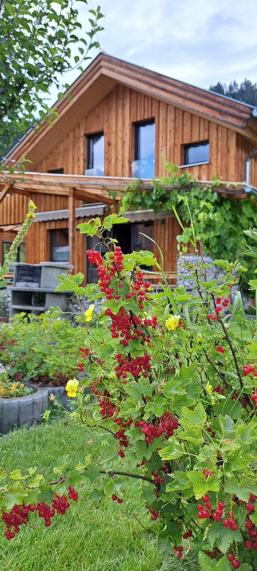 Frische rote Johannisbeeren im sonnigen Garten vor dem charmanten Holzhaus.