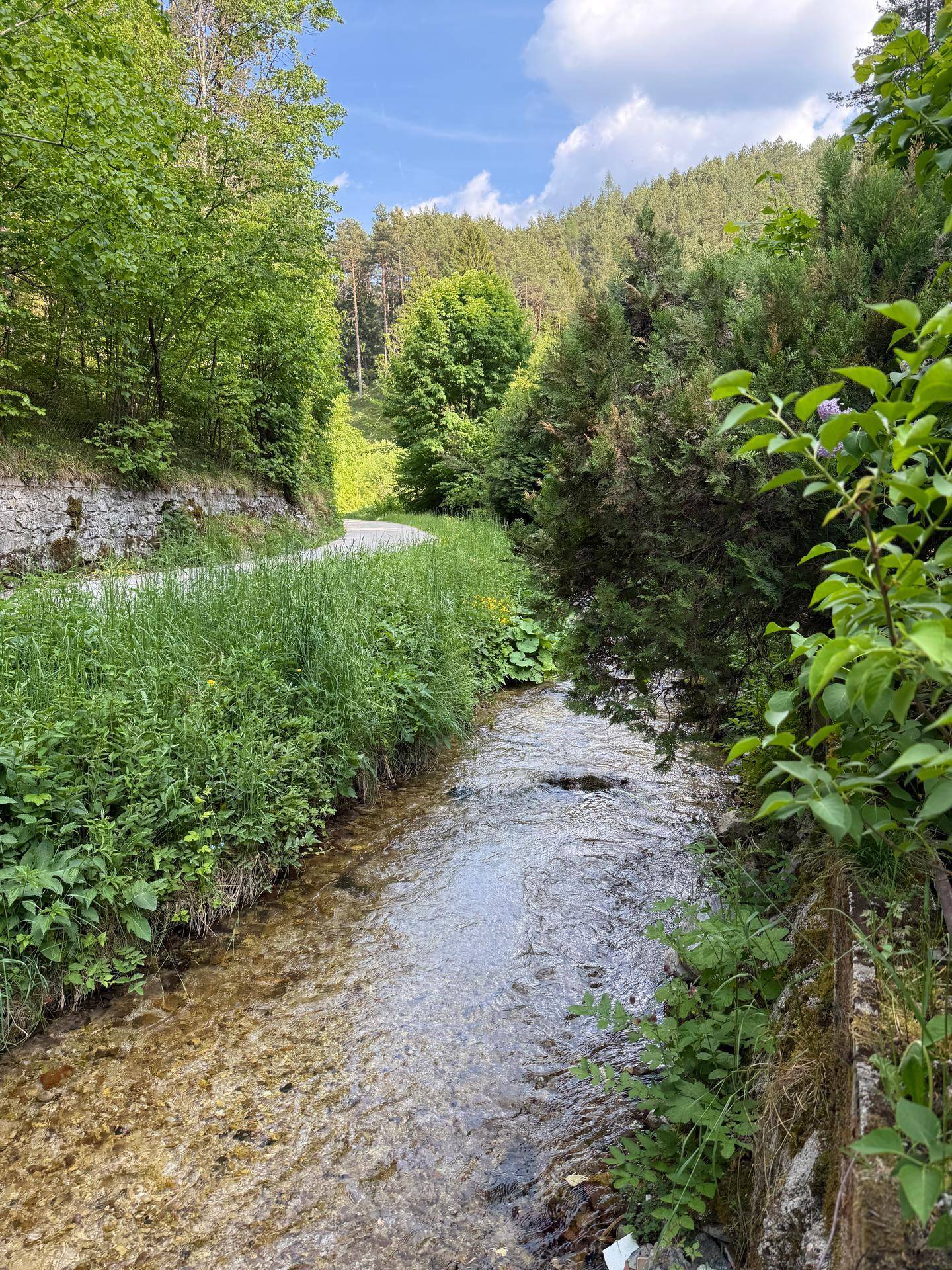 Klarer Bachlauf schlängelt sich durch eine grüne Landschaft mit dichtem Bewuchs und Bäumen.