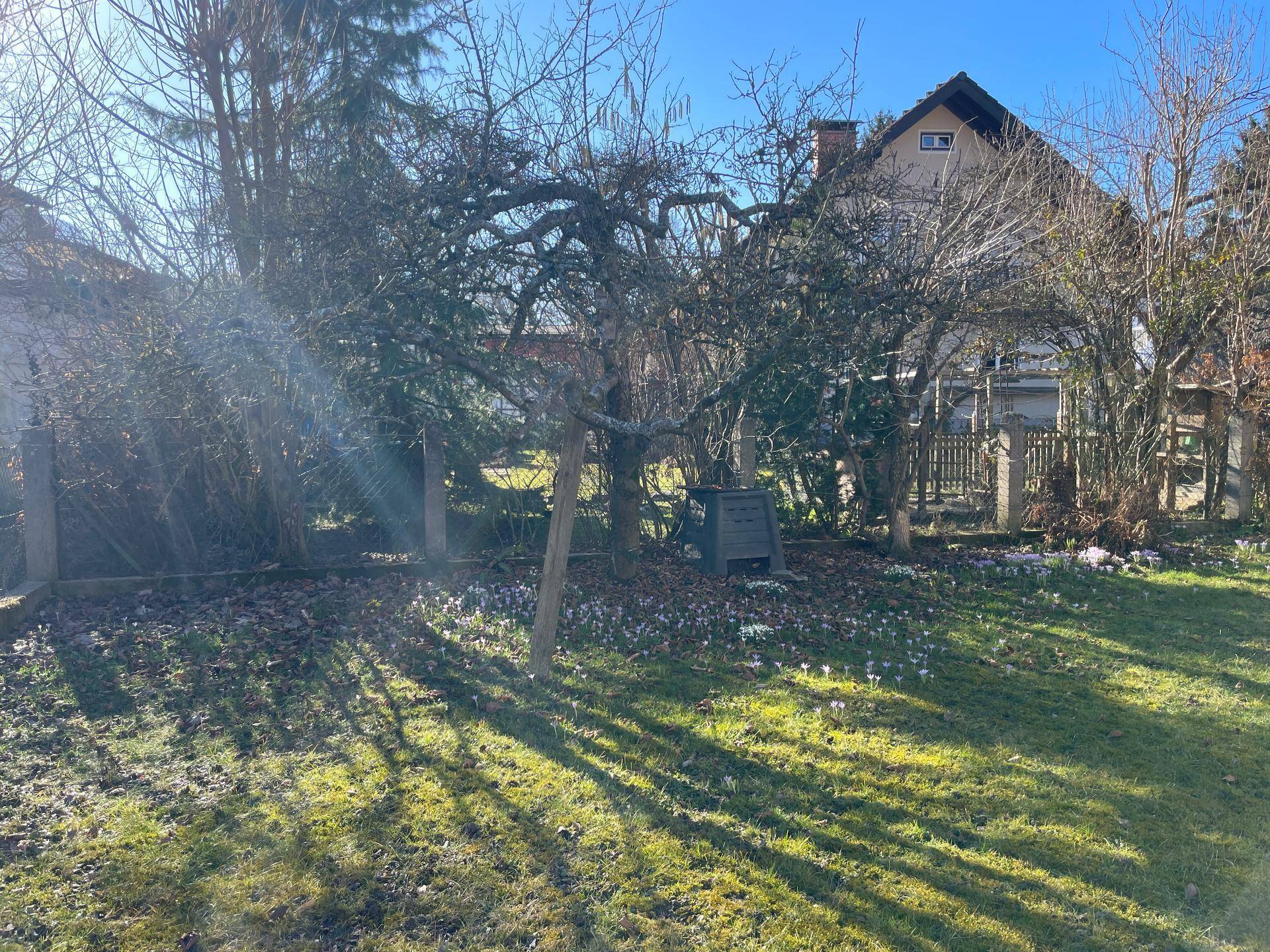 Großer Garten mit Rasenfläche, Obstbäumen und blühenden Krokussen.