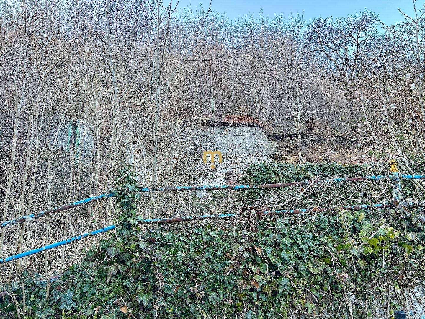 Verwildertes Grundstück mit dichter Vegetation, kahlen Bäumen und einer alten, überwucherten Mauer.
