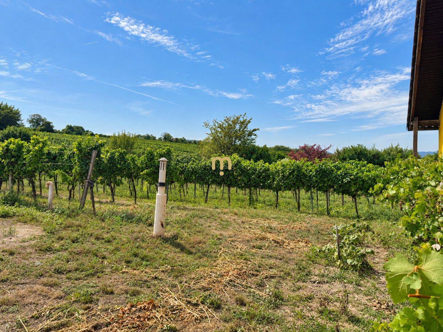 Sonnige Weinberge mit üppigem Grün und vereinzelten Bäumen unter einem klaren blauen Himmel.
